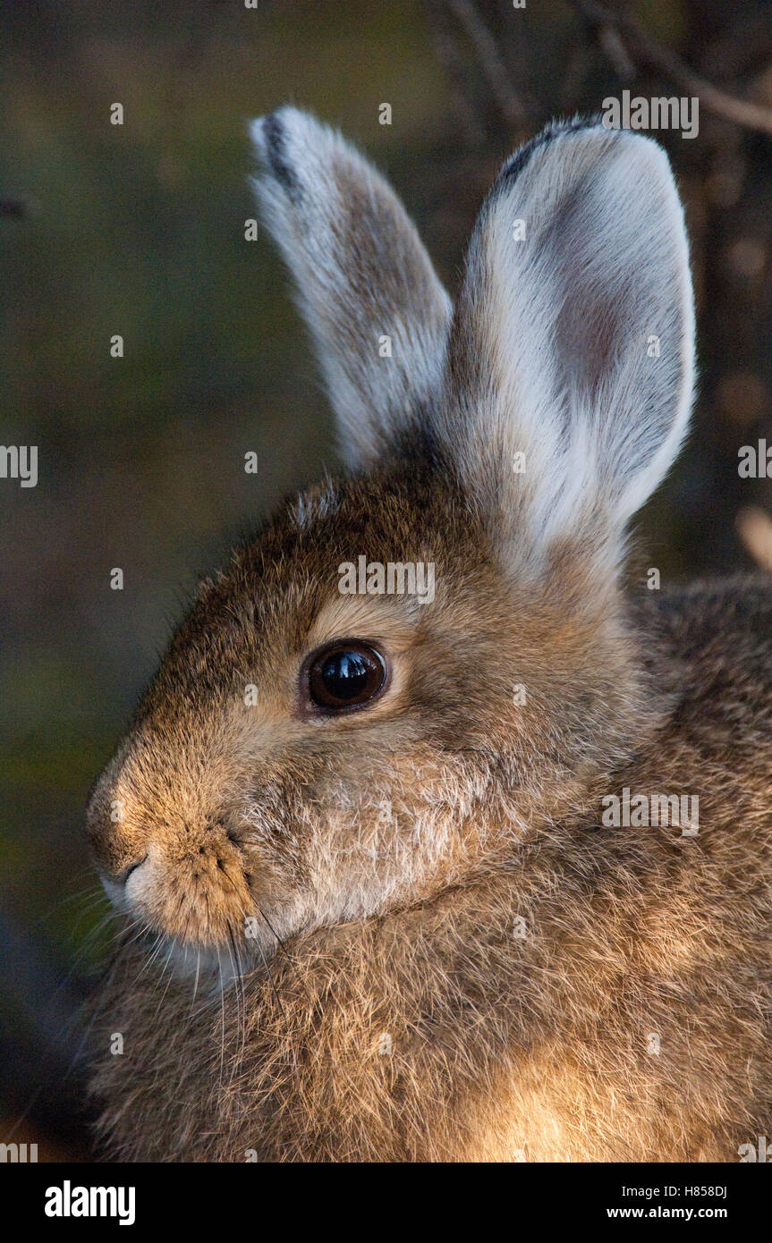 Snowshoe Hare (Lepus americanus), Alaska Stock Photo Alamy