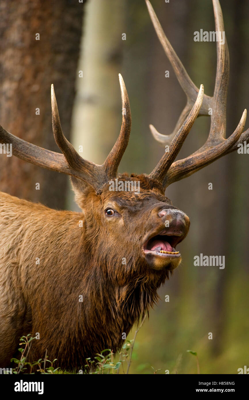 Elk (Cervus elaphus) bull bugling, North America Stock Photo Alamy