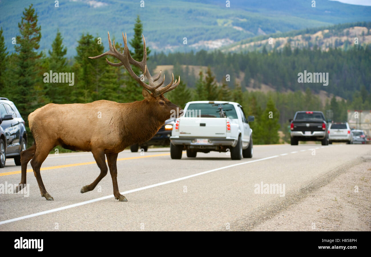 Elk (Cervus elaphus) bull crossing highway, North America Stock Photo ...