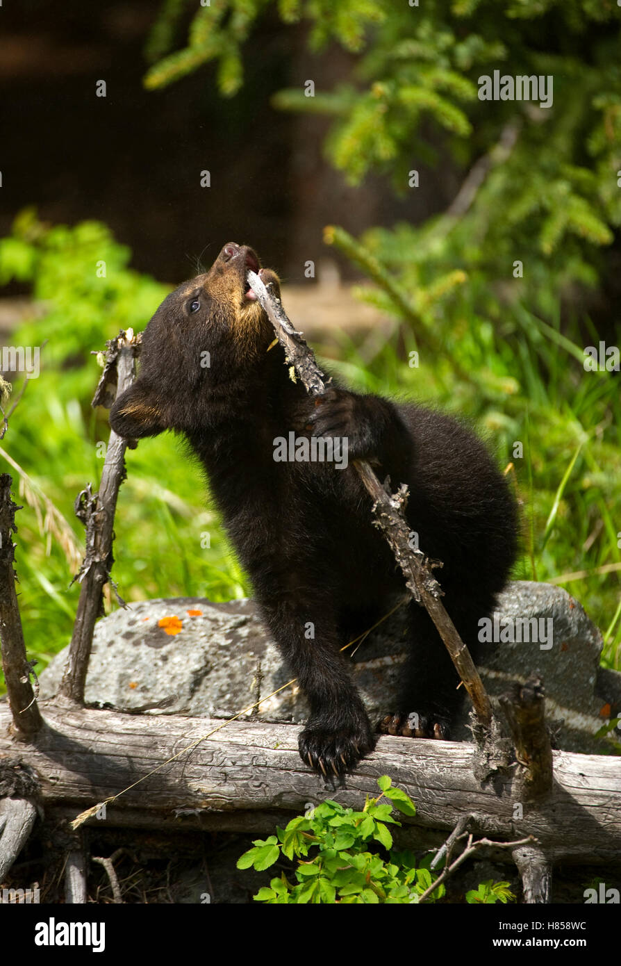 Black Bear (Ursus americanus) cub playing with branch, North America ...