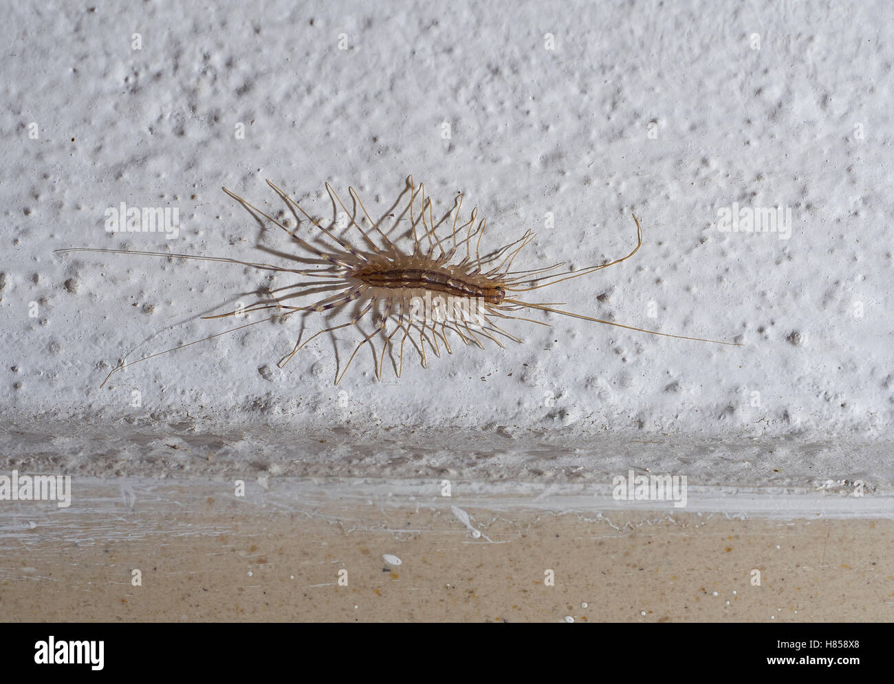 House Centipede (Scutigera coleoptrata), Corfu, Greece Stock Photo - Alamy