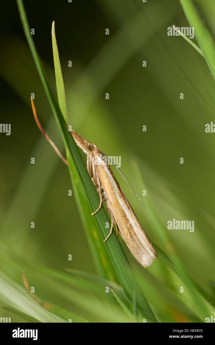 Crambid Snout Moth (Agriphila tristella), Sussex, England Stock Photo