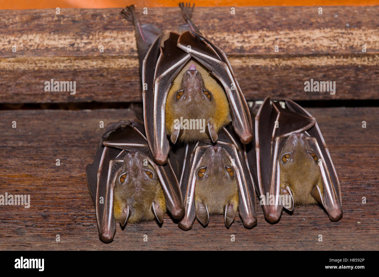 Lesser Short-nosed Fruit Bat (Cynopterus brachyotis) group sleeping , Singapore Zoo, Singapore Stock Photo