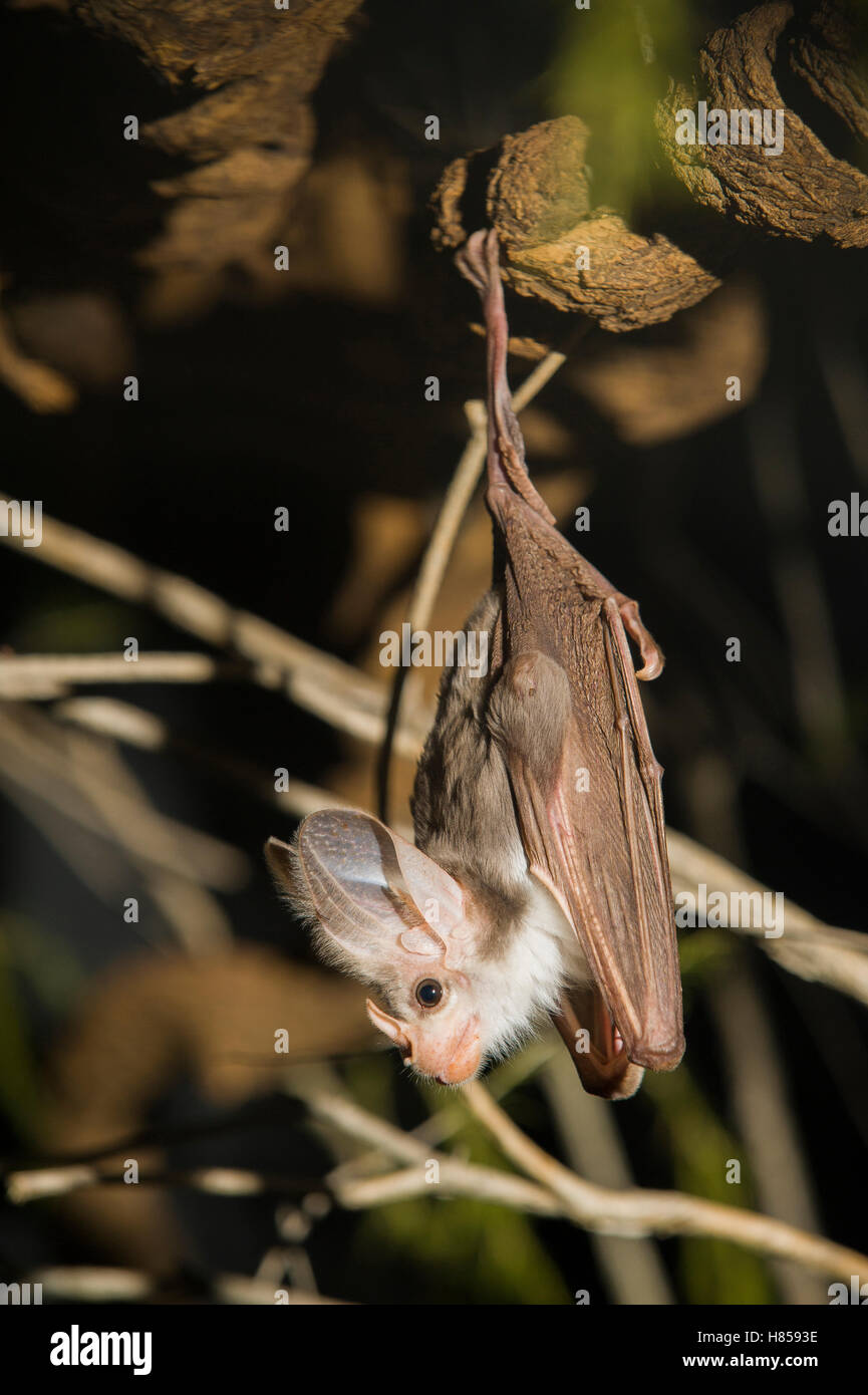 Ghost Bat (Macroderma gigas), Adelaide Zoo, Adelaide, Australia Stock