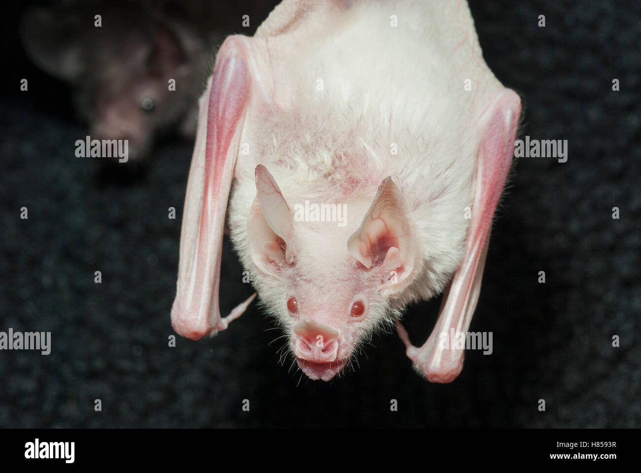 Seba's Short-tailed Bat (Carollia perspicillata) albinistic individual ...