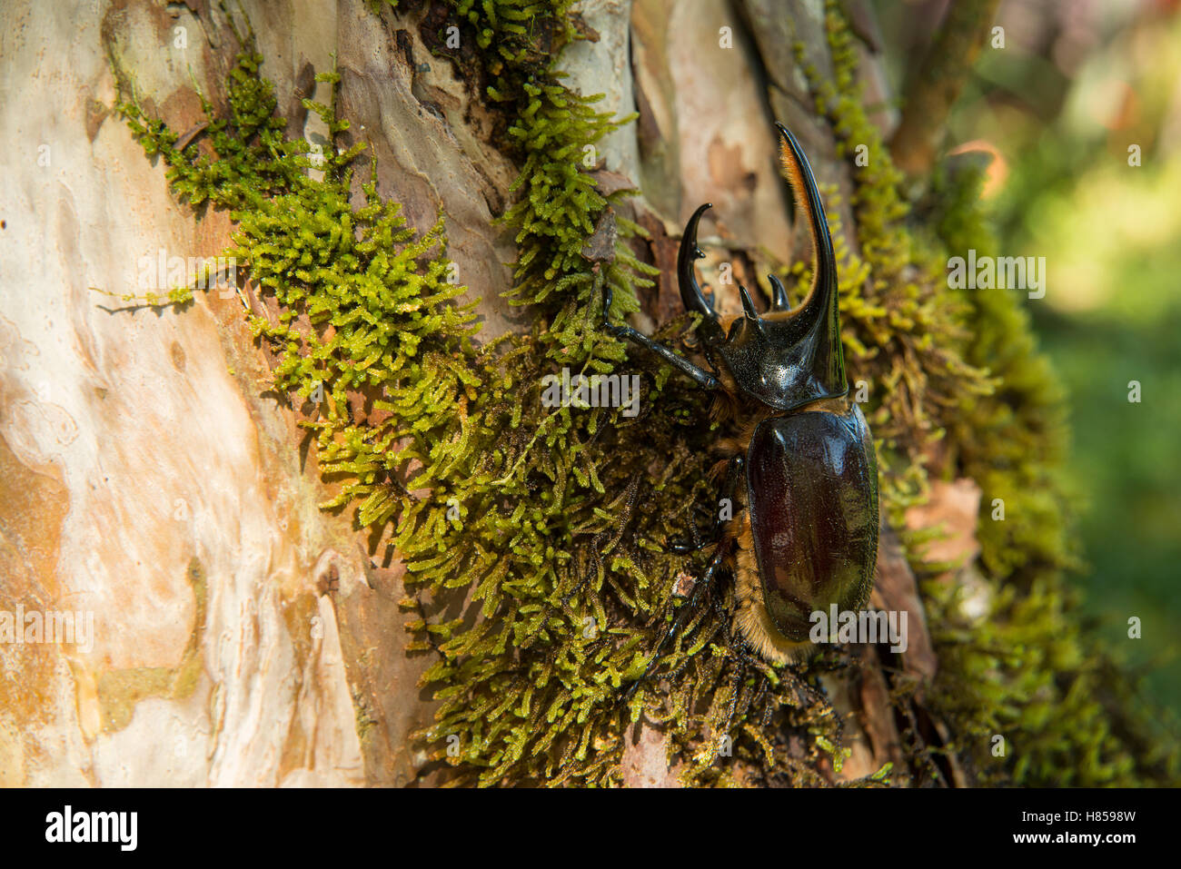 Neptune Beetle (Dynastes neptunus) male, Andes, Ecuador Stock Photo Alamy
