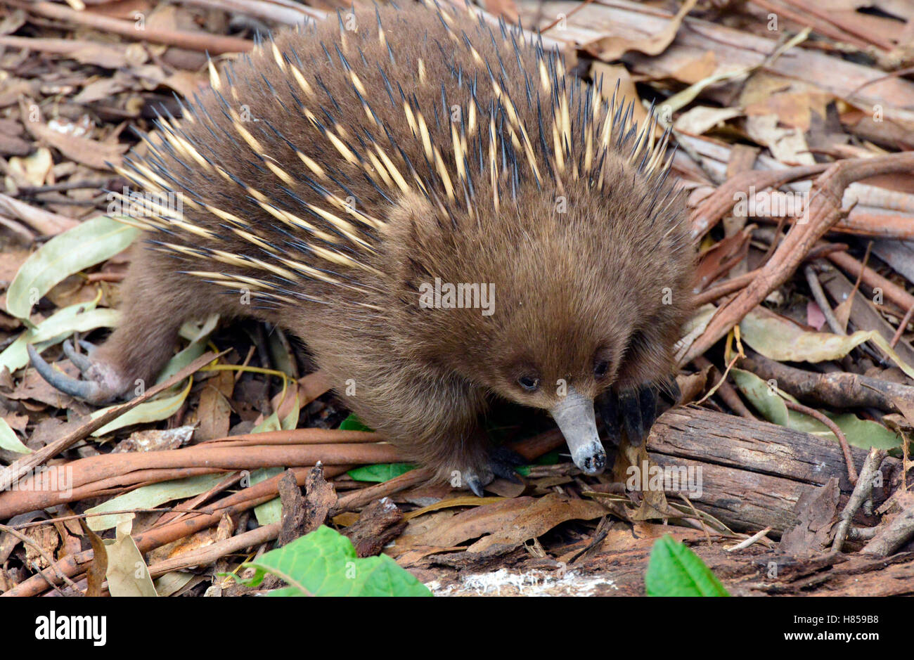 Short-beaked Echidna (Tachyglossus aculeatus) foraging for insects ...