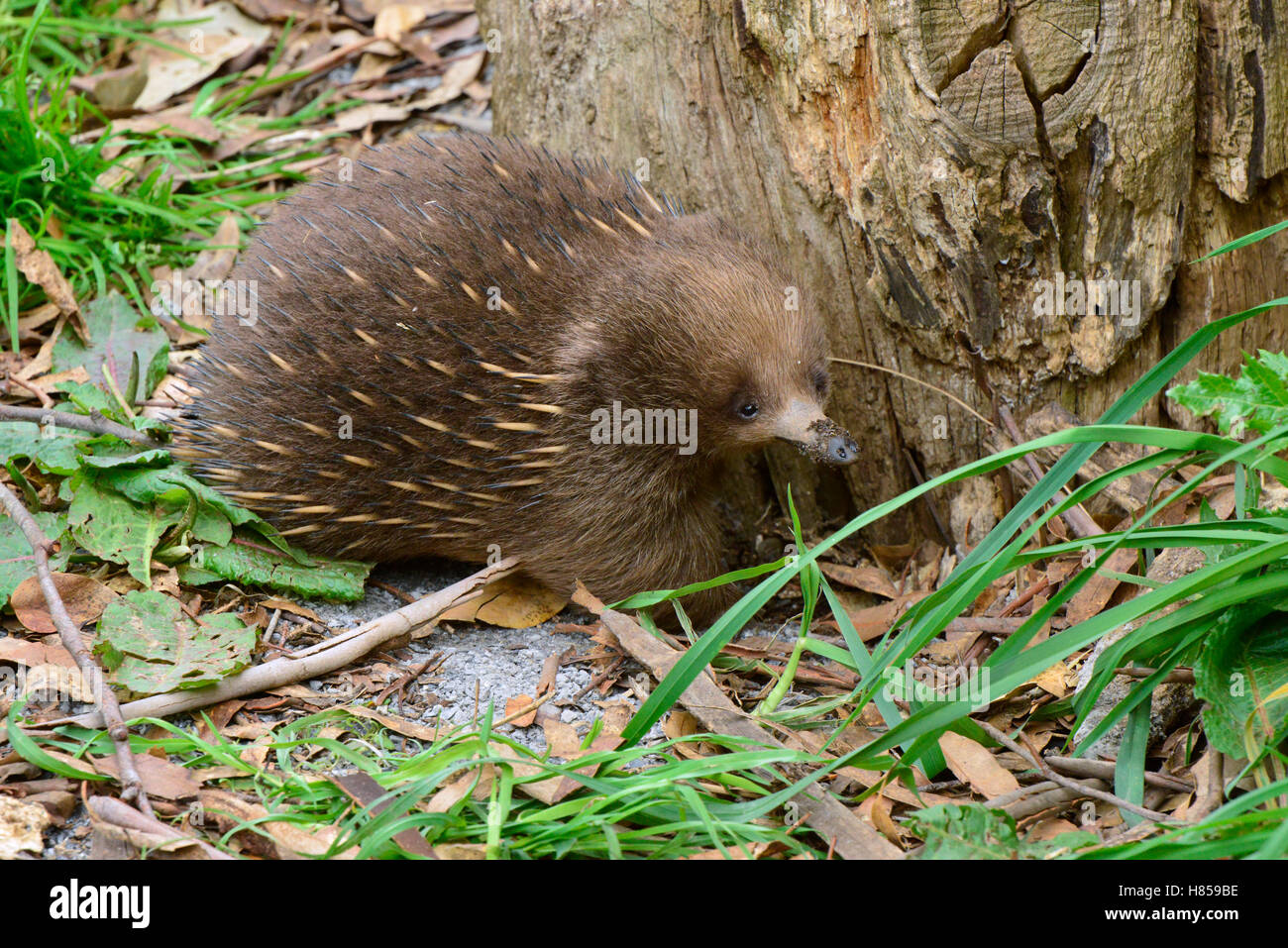 Short-beaked Echidna (Tachyglossus aculeatus) foraging for insects ...