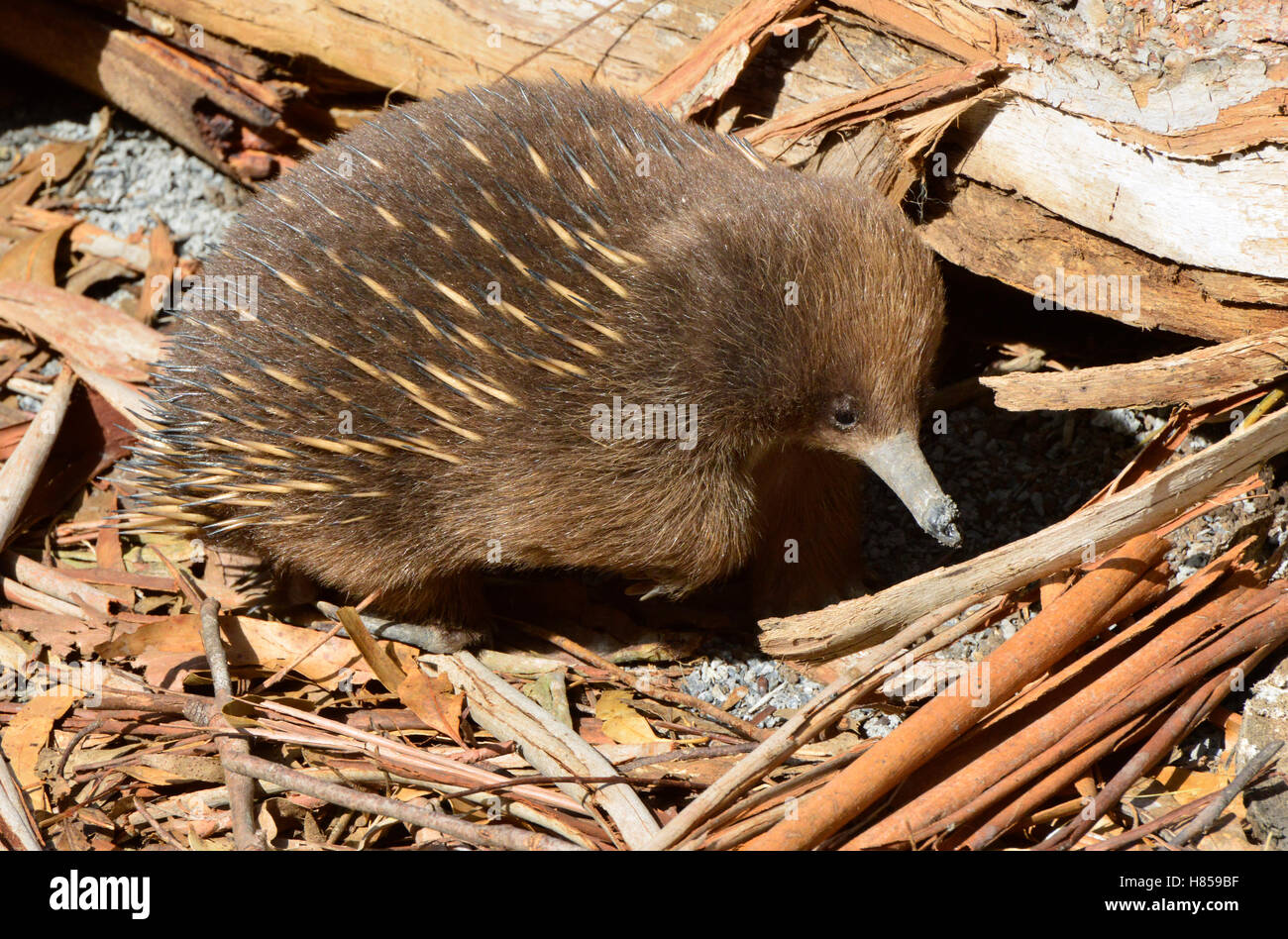 Short-beaked Echidna (Tachyglossus aculeatus) foraging for insects ...
