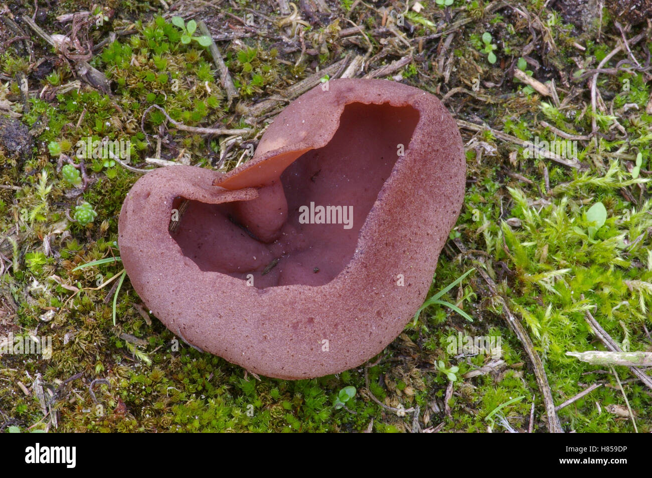 Cup Fungus (Peziza michelii) mushroom, Veere, Netherlands Stock Photo