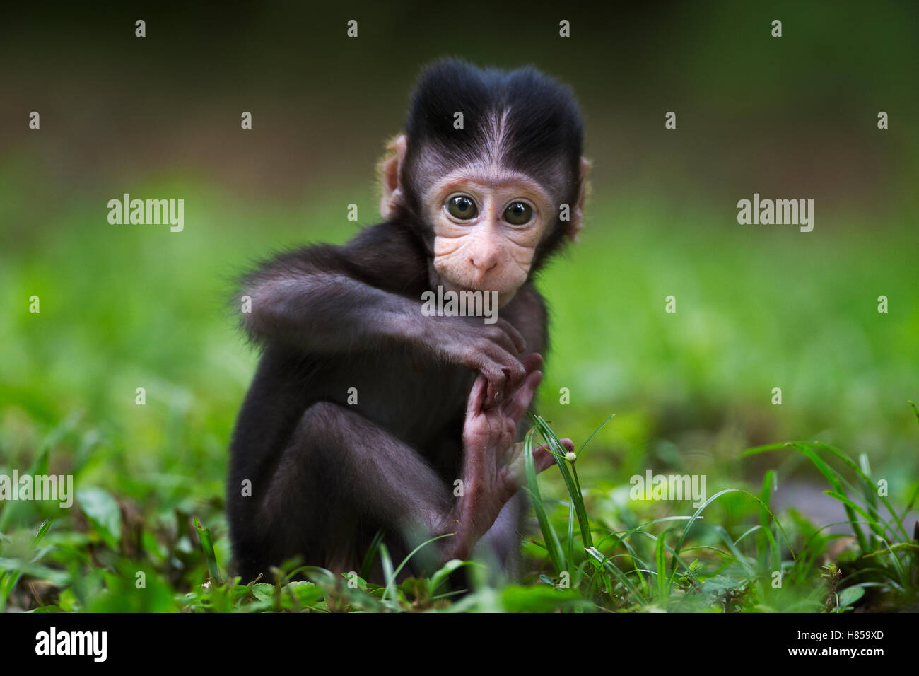 Long-tailed Macaque (Macaca fascicularis) baby playing with foot, Bako ...
