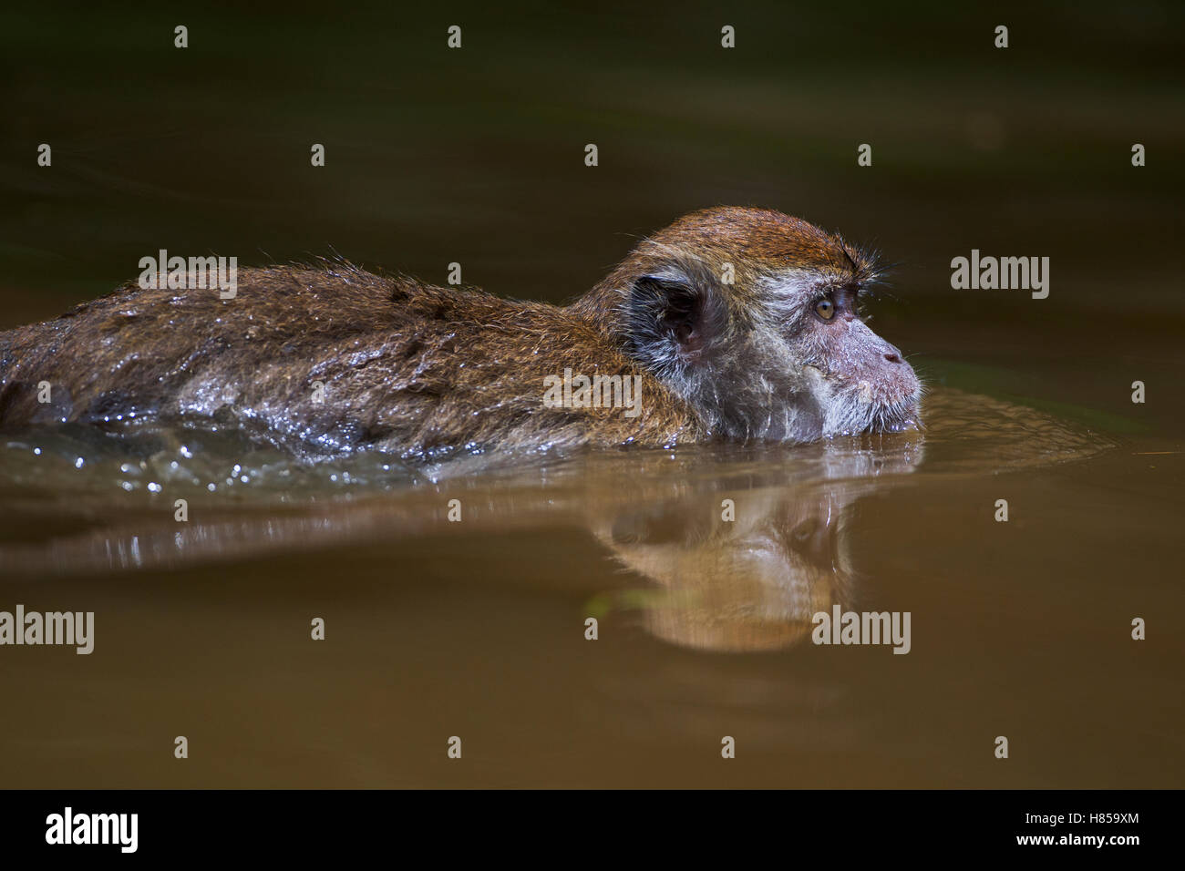 Long-tailed Macaque (Macaca fascicularis) juvenile swimming in a pool ...