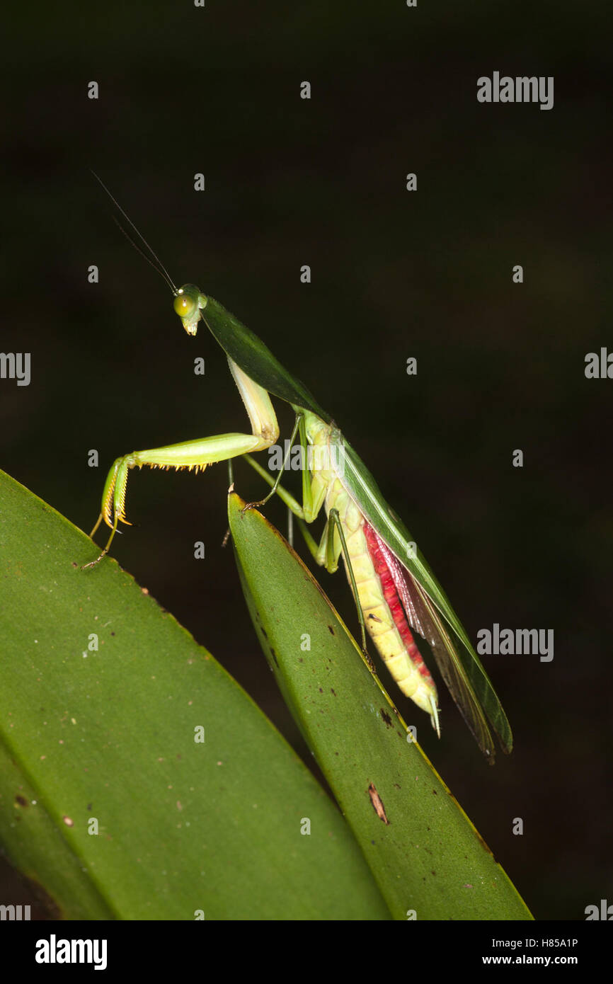 Praying mantis: Peruvian Shield Mantis (Choeradodis rhombicollis) on tropical forest leaf Stock Photo