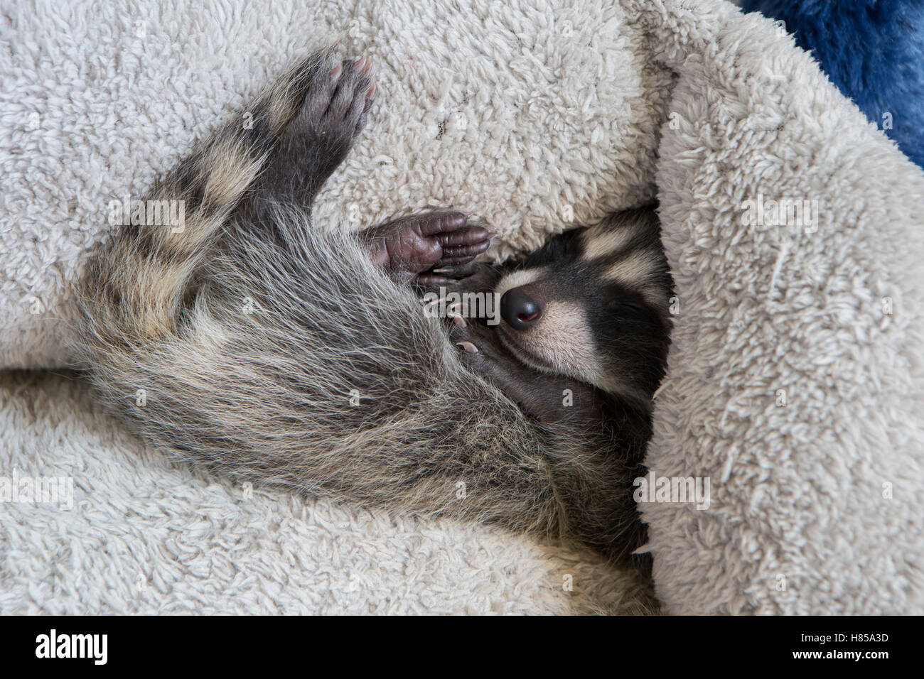 raccoon-procyon-lotor-orphaned-baby-sleeping-in-bed-at-foster-home