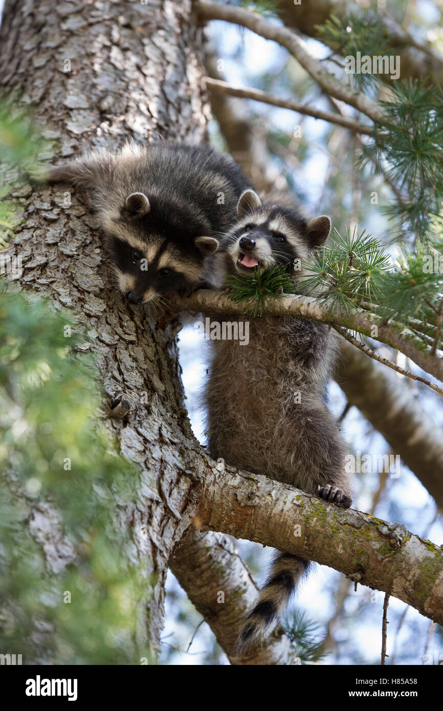 Raccoon (Procyon lotor) orphaned babies learning to climb trees in