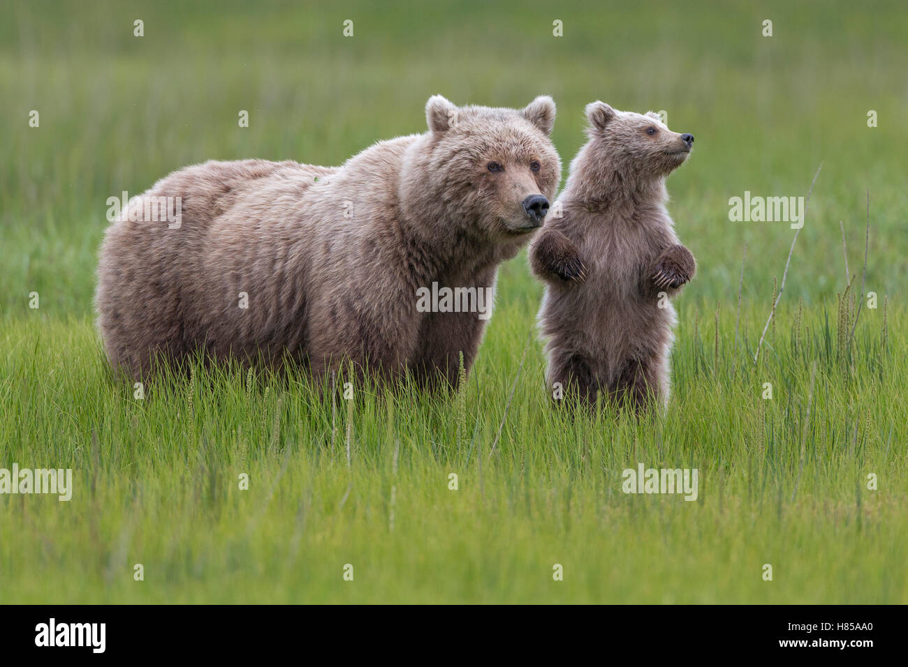 Grizzly Bear (Ursus arctos horribilis) mother and cub in grass, Lake ...