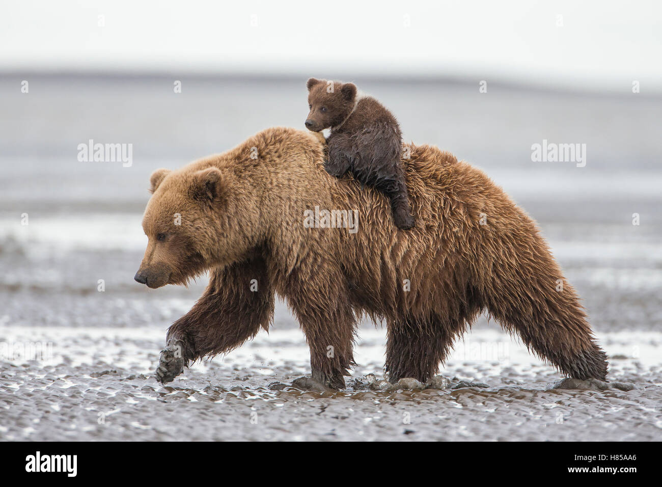 Grizzly Bear (Ursus arctos horribilis) cub on mothers back walking on ...