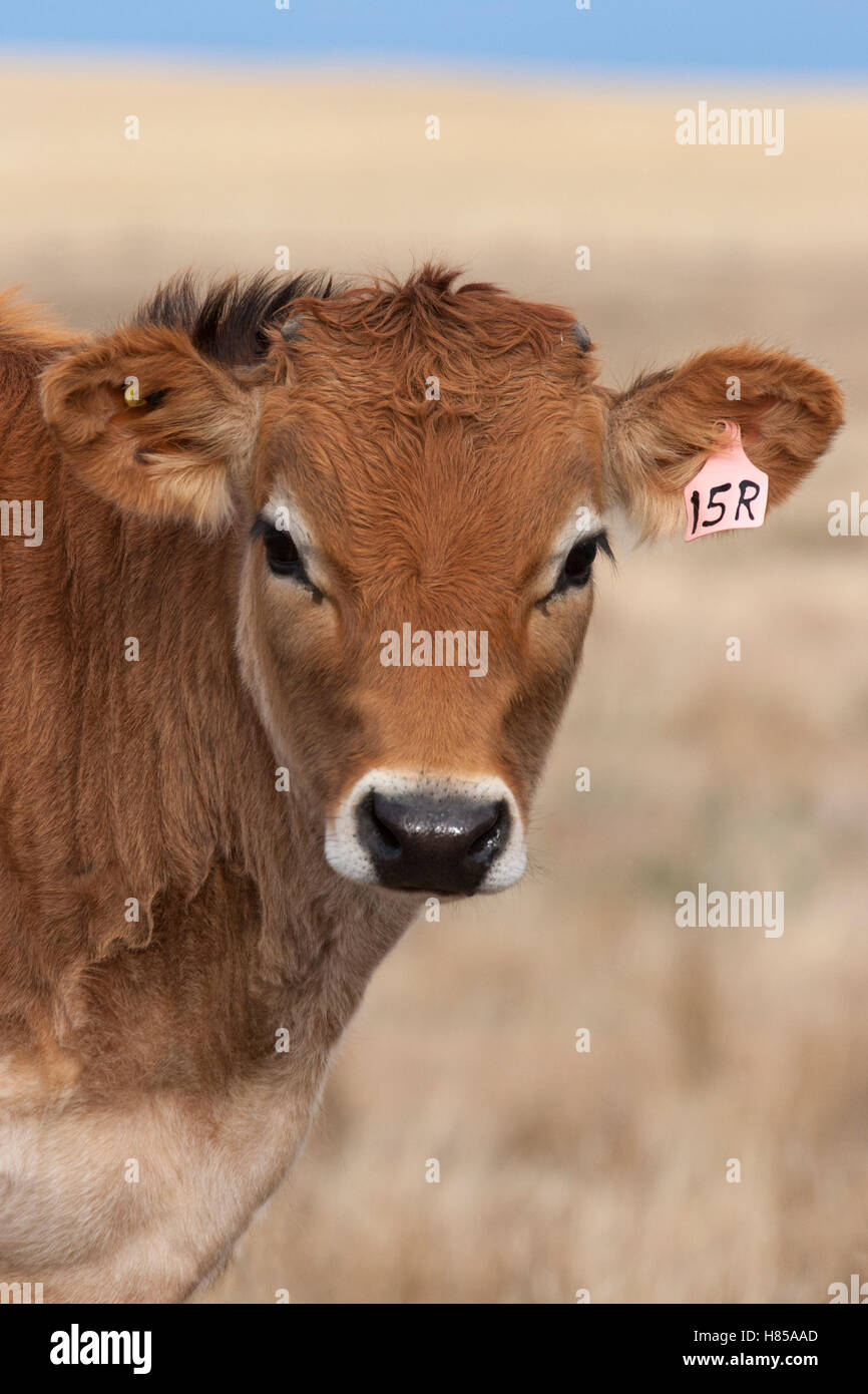 Cute Jersey cow calf close up Stock Photo - Alamy