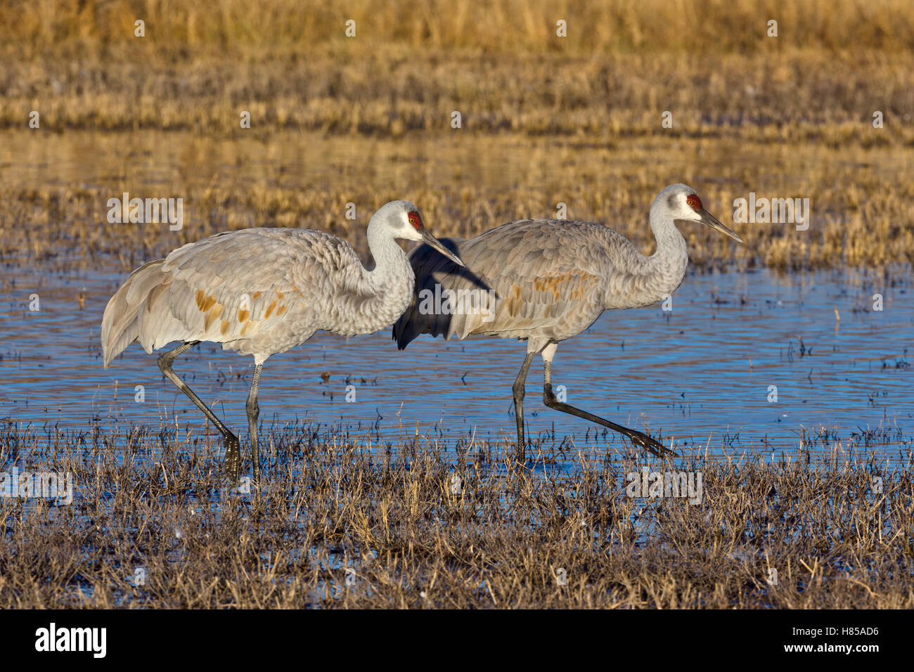 Sandhill Crane (Grus canadensis) pair wading, Bosque del Apache