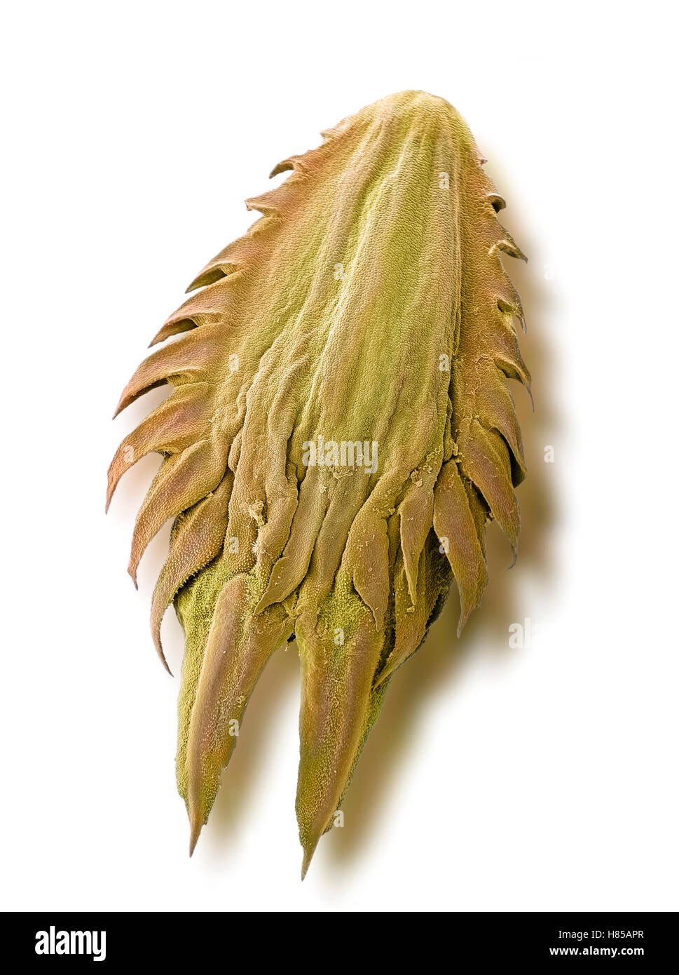 Eryngo (Eryngium tricuspidatum) seed, magnification 29x. Stock Photo