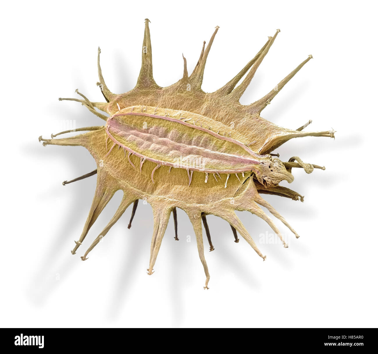 Carrot (Daucus carota) hooked spines on seed enable animal dispersal