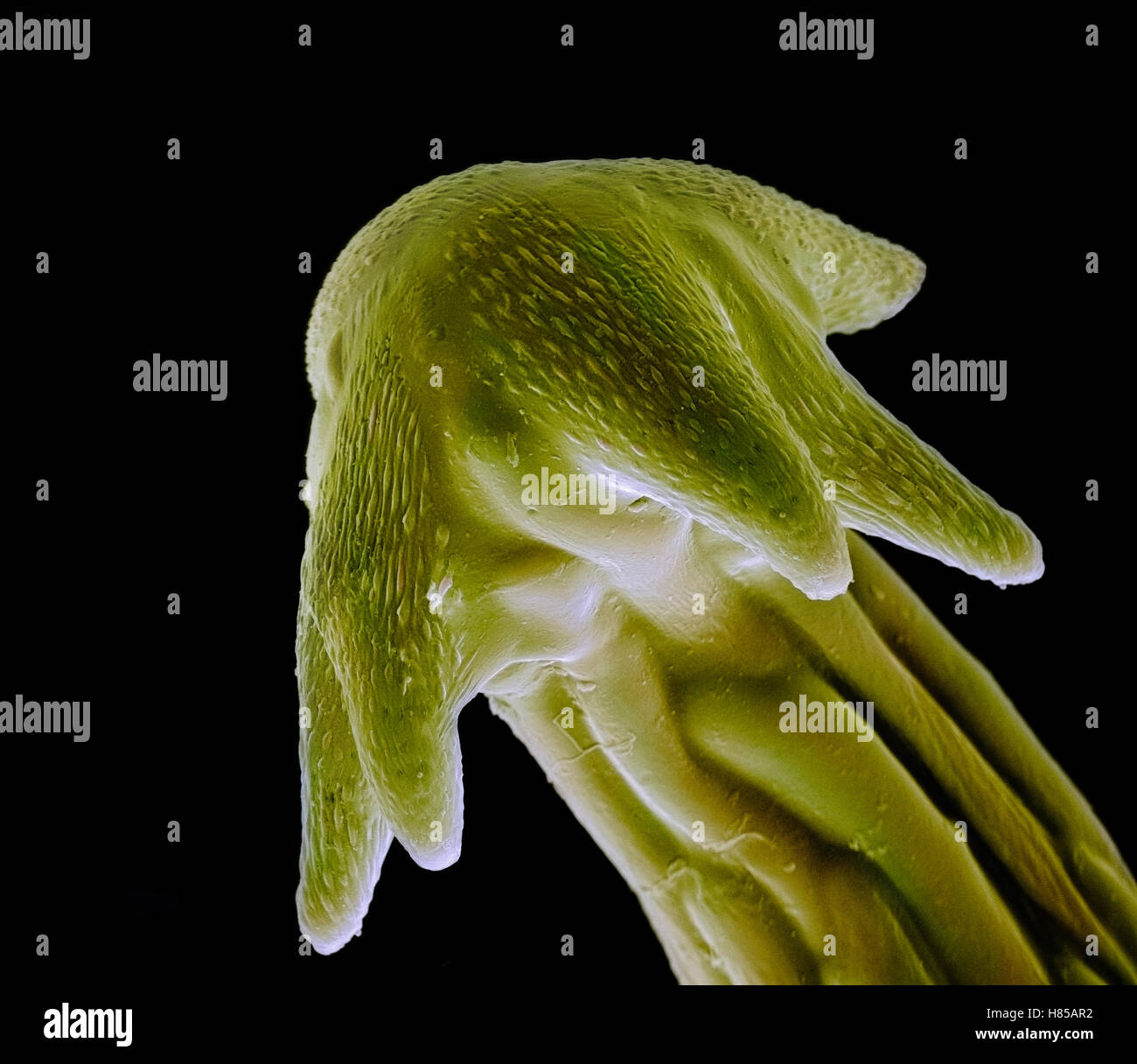 Carrot (Daucus carota) hooked spines on seed enable animal dispersal