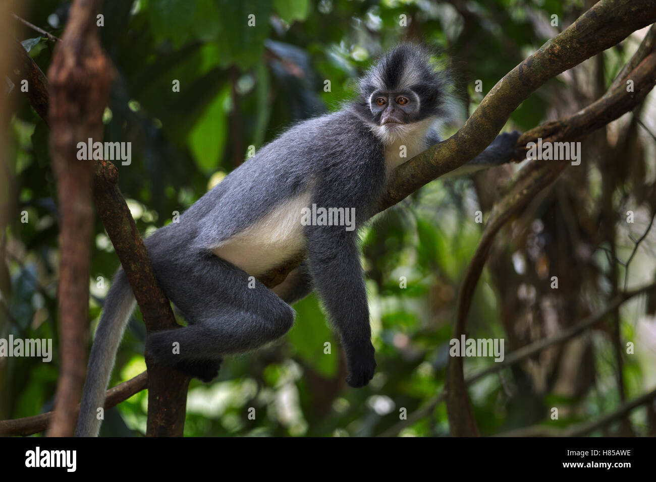 North Sumatran Leaf Monkey (Presbytis thomasi) female resting in a tree ...