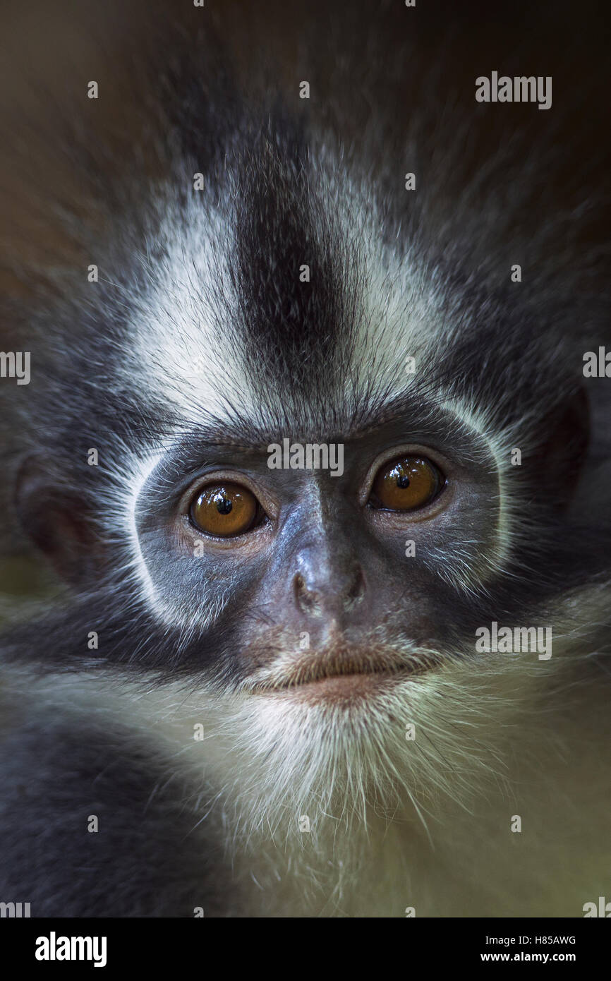North Sumatran Leaf Monkey (Presbytis thomasi) female, Gunung Leuser ...