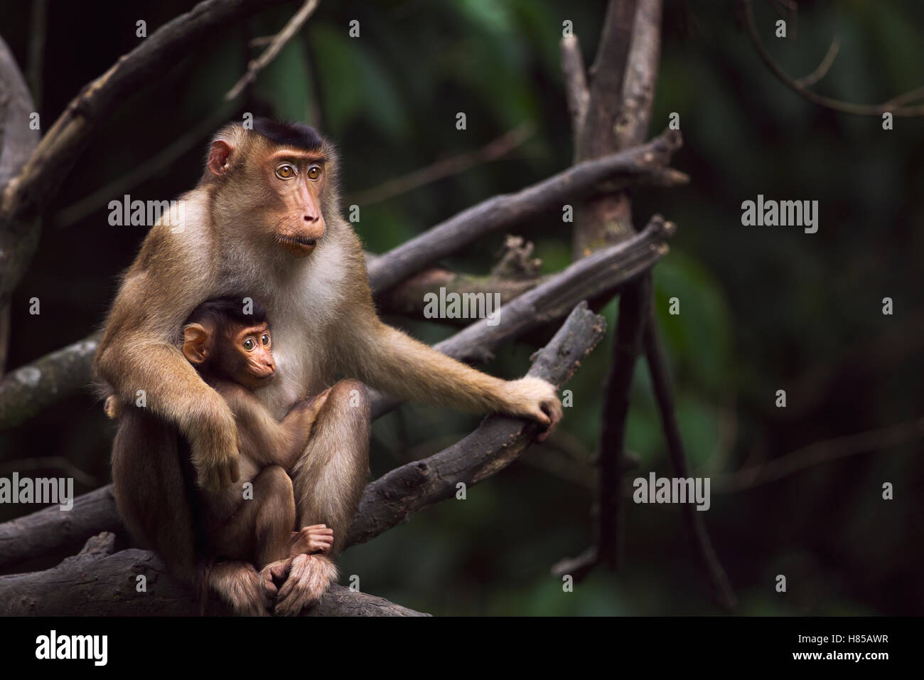 Pig-tailed Macaque (Macaca nemestrina) female with her nursing baby ...