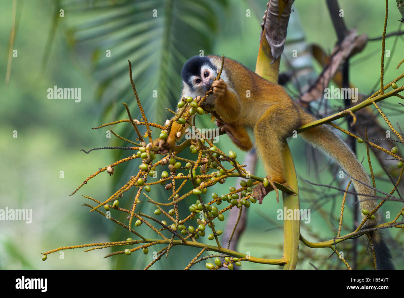 Blackcrowned Central American Squirrel Monkey (Saimiri oerstedii
