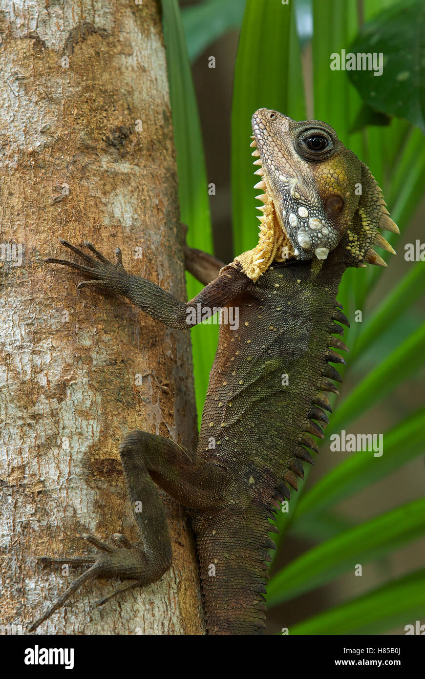 Boyd's Forest Dragon (Hypsilurus boydii), Daintree National Park in ...