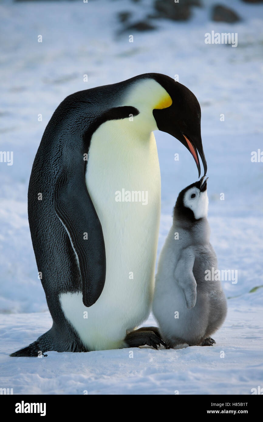 Emperor penguin baby feeding High Resolution Stock Photography and