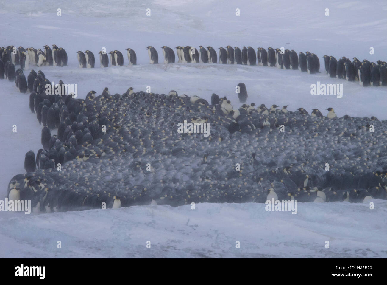 Emperor Penguin (Aptenodytes forsteri) shuffling on outside of huddle