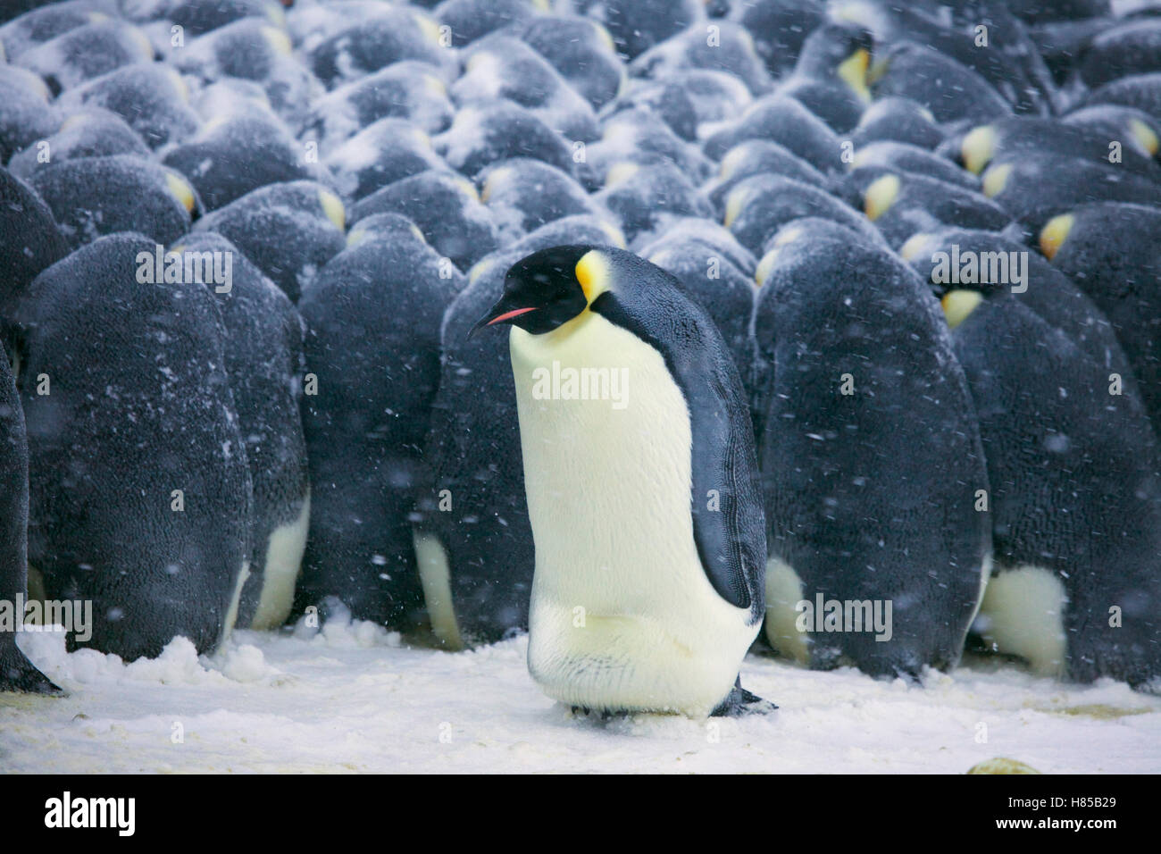 Emperor Penguin (Aptenodytes forsteri) male shuffling on outside of