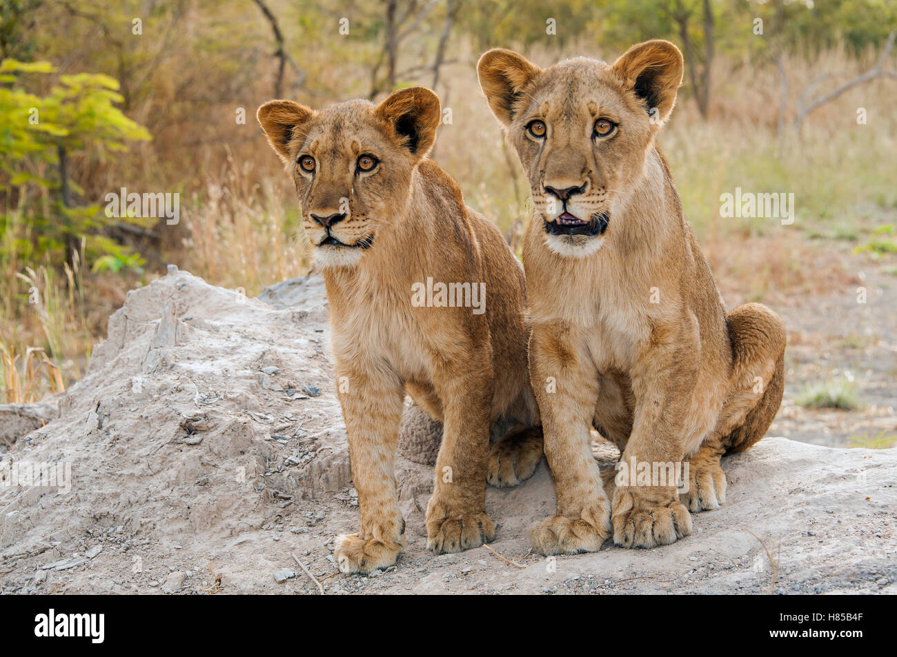 African Lion (Panthera leo) juveniles, Fathala Wildlife Reserve