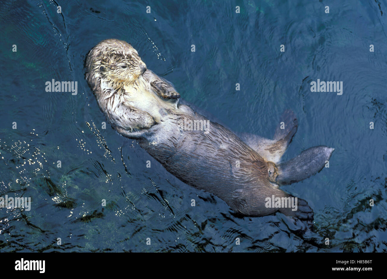Sea Otter (Enhydra lutris), native to northern Pacific Stock Photo - Alamy