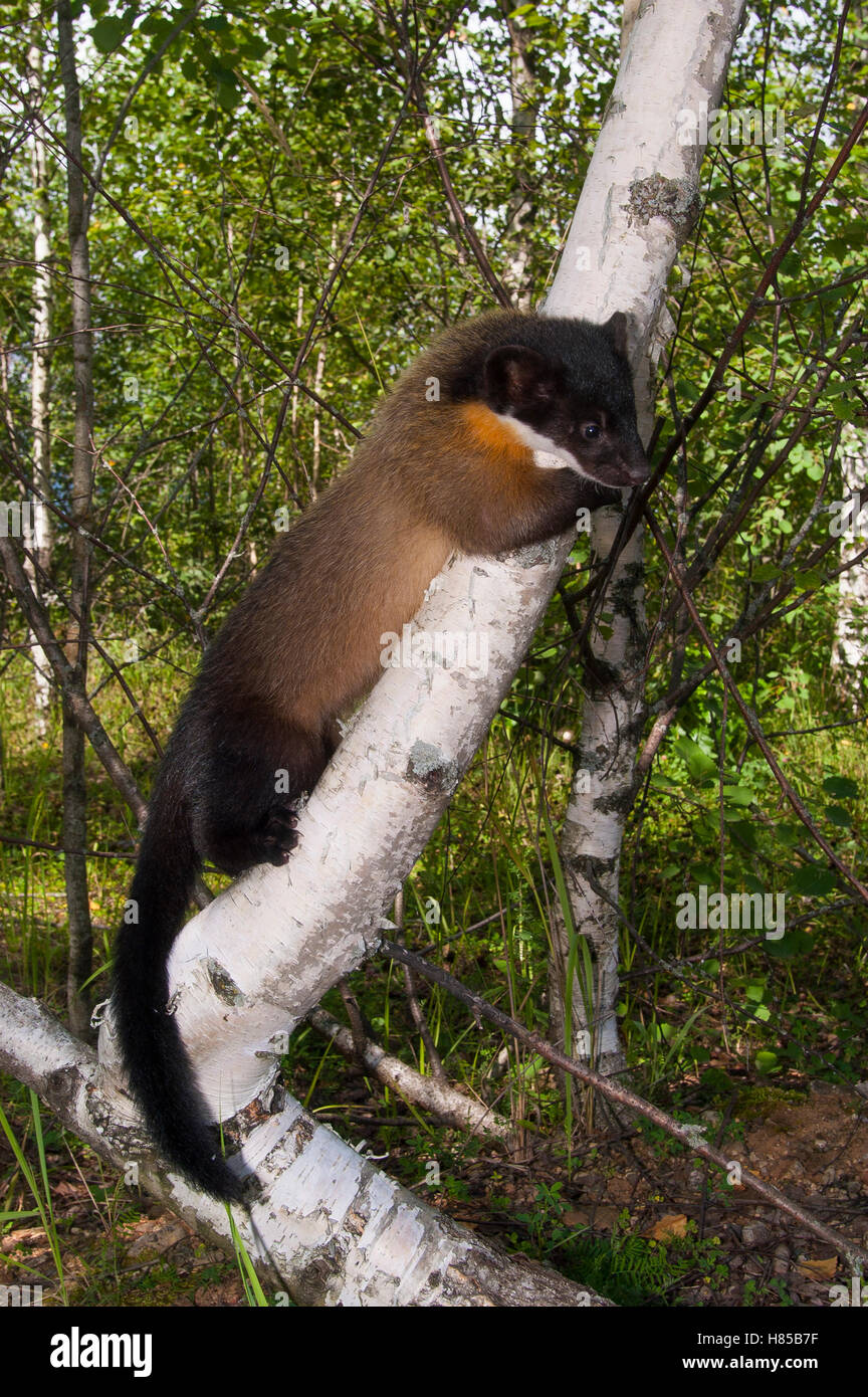 Yellowthroated Marten (Martes flavigula) in tree, native to Asia Stock