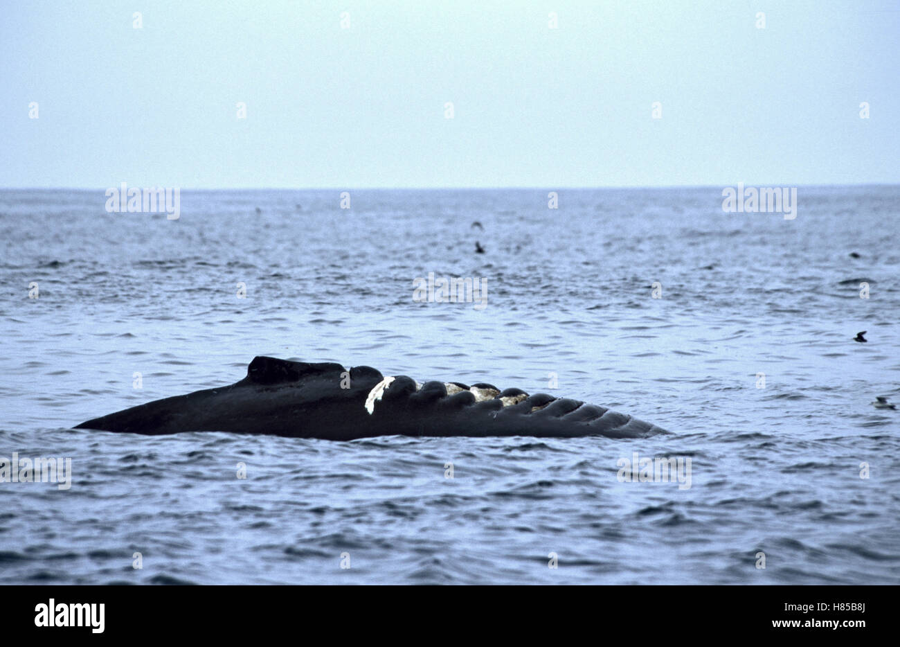 Humpback Whale (Megaptera novaeangliae) with boat propeller injury ...