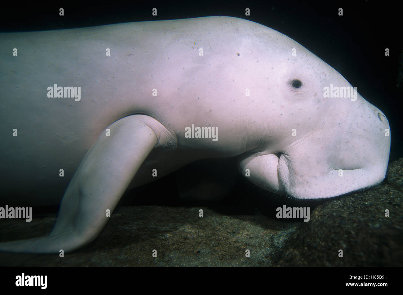 Dugong (Dugong dugon), native to Indo-Pacific Stock Photo - Alamy