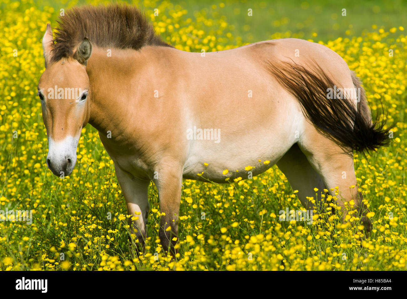 Przewalski's Horse (Equus ferus przewalskii) in field, native to ...