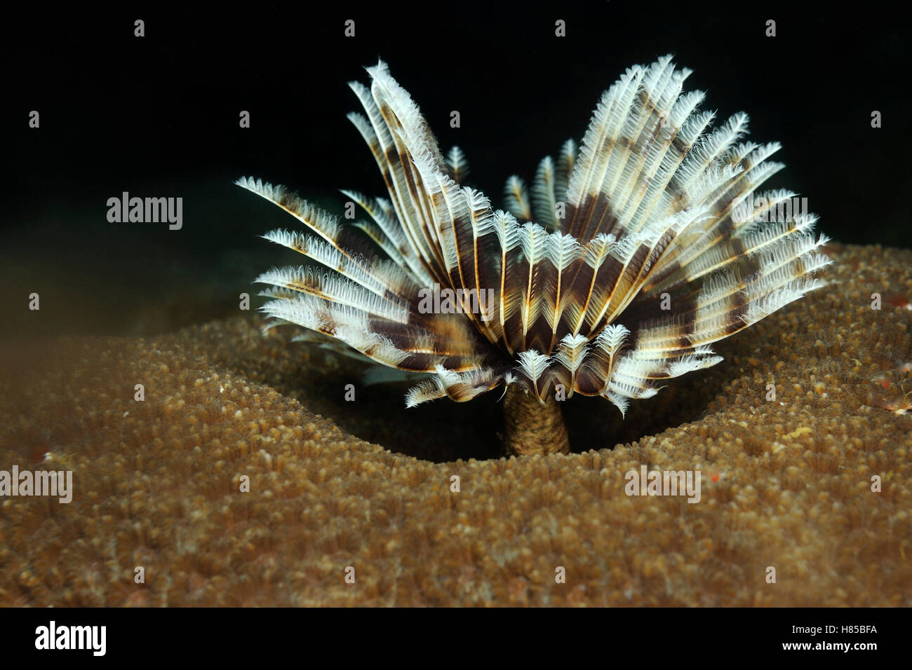 Feather Duster Worm (Sabellastarte indica) filter feeding, Cebu