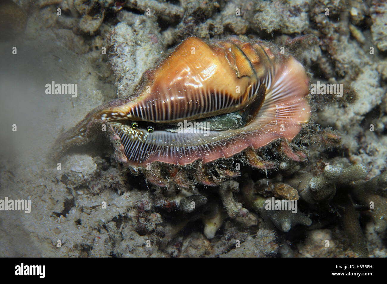 Millipede Spider Conch (Lambis millepeda), Cebu, Philippines Stock Photo