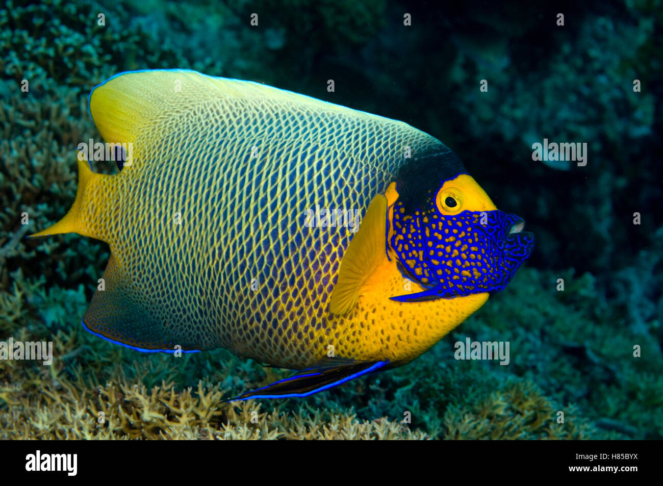 Scribble-faced Angelfish (Pomacanthus xanthometopon), Lombok, Indonesia Stock Photo