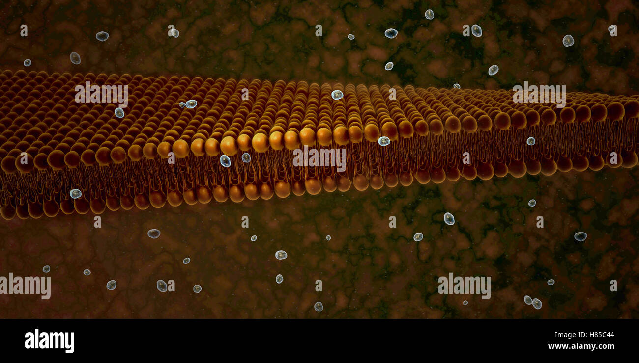 Plasma Membrane Of  Cell With other molecules, 3d render Stock Photo