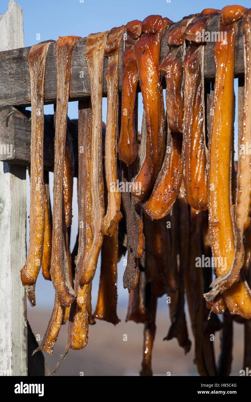 Greenland Shark (Somniosus microcephalus) meat drying on rack, Greenland Stock Photo Alamy