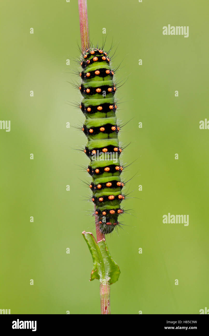 Small Emperor Moth (Saturnia pavonia) caterpillar, Germany Stock Photo ...