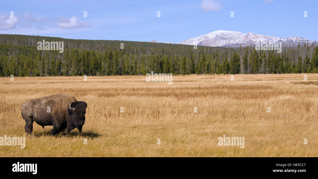 American Bison (Bison bison) standing in meadow with snow covered ...