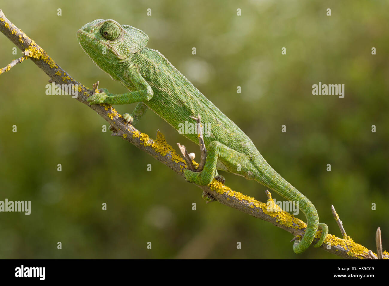 Mediterranean Chameleon Chamaeleo Chamaeleon Algarve Portugal Stock 