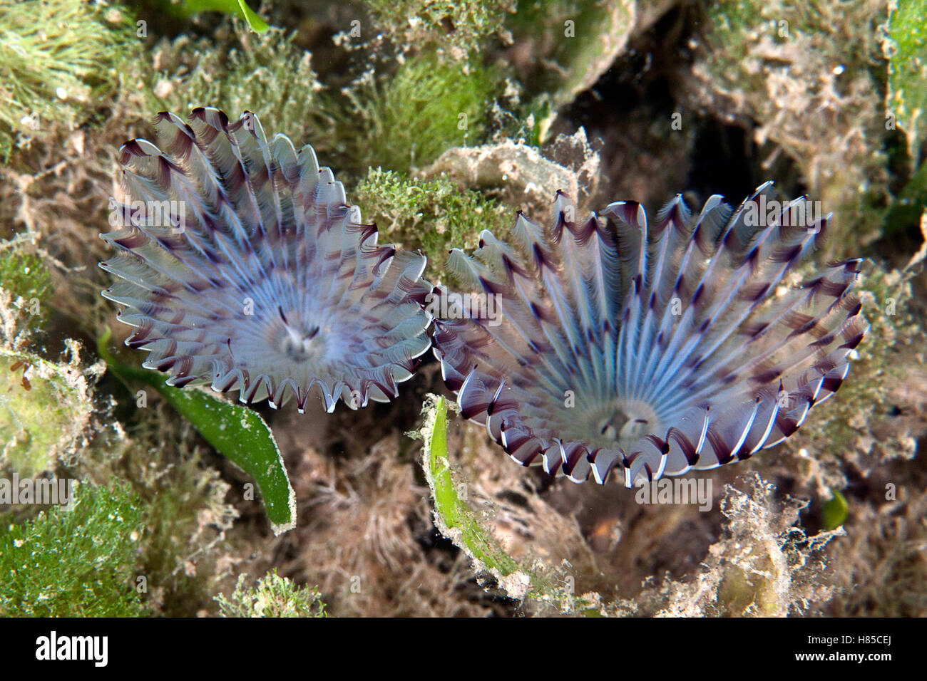Peacock Worm (Sabella pavonina) pair filter feeding, Greece Stock Photo