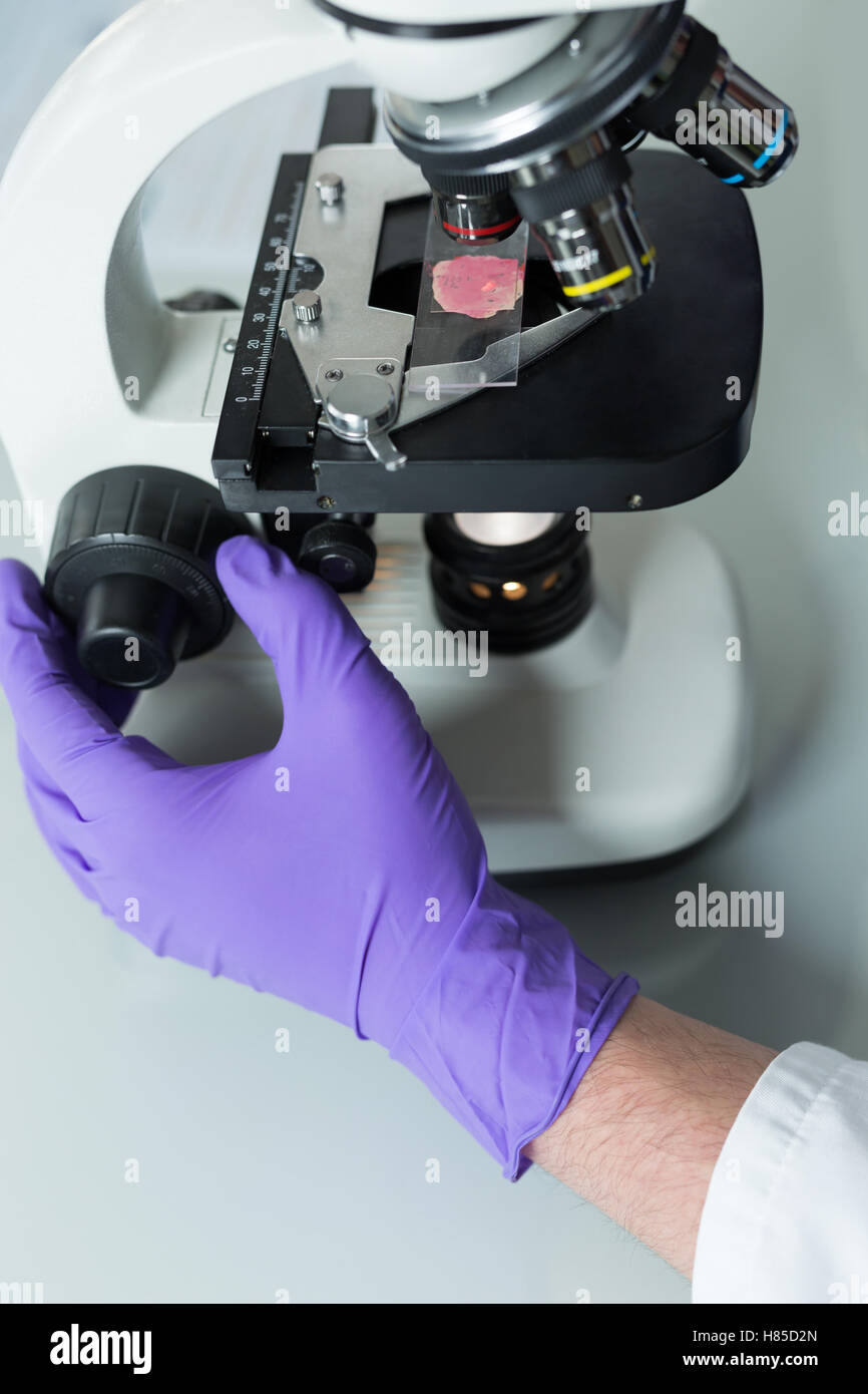 close-up of scientist hands with microscope, examining samples Stock ...
